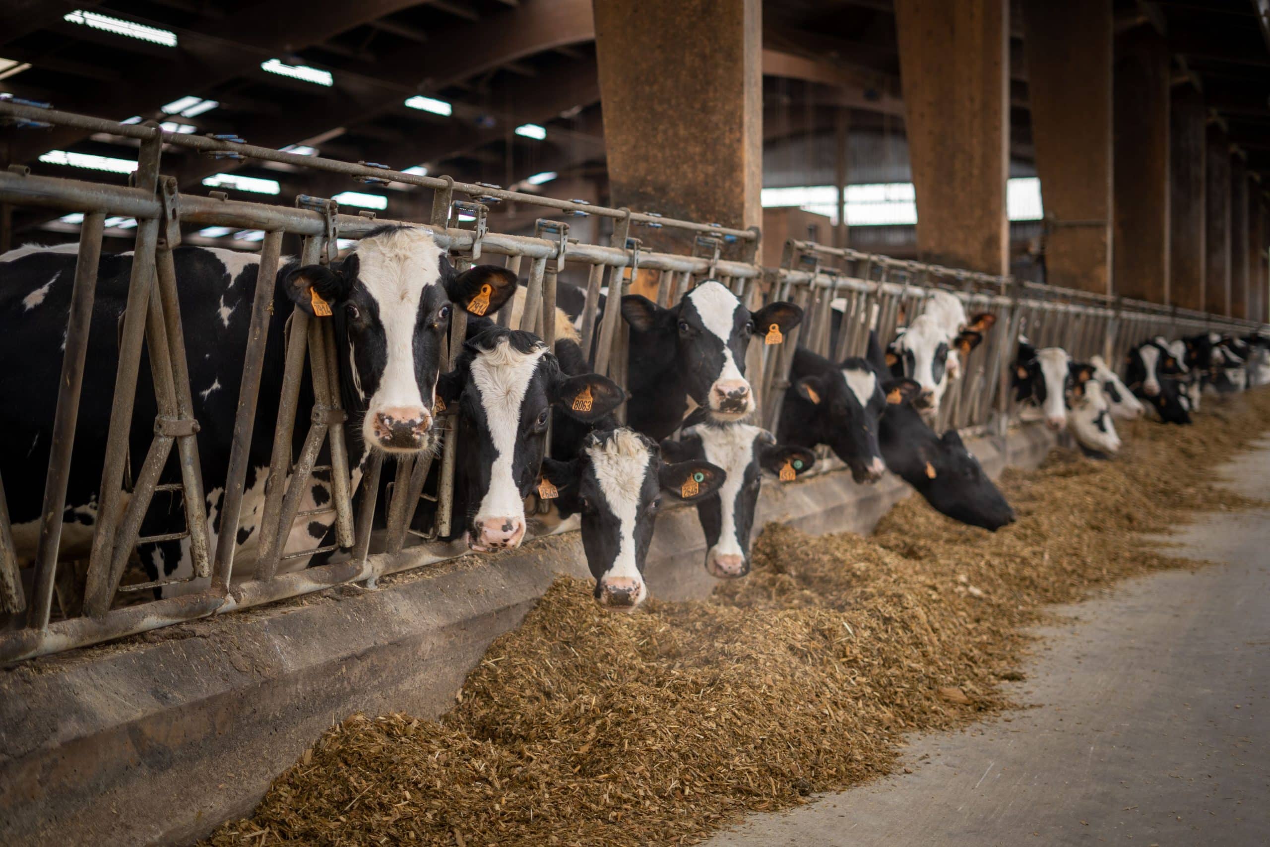ineklerde vücut kondisyon skoru (BCS) önemi,geçiş dönemi besleme stratejileri,buzağılama sonrası metabolik hastalıklar,süt ineklerinde kuru dönem beslemesi,ineklerde mastitis riski nasıl azaltılır?,kuru dönem yönetimi nasıl olmalı?
