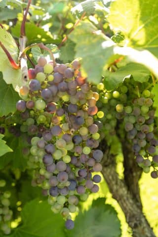 vines bunch of grapes