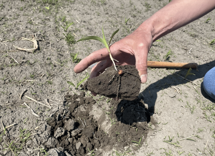 maize plan hand quebec canada2 1