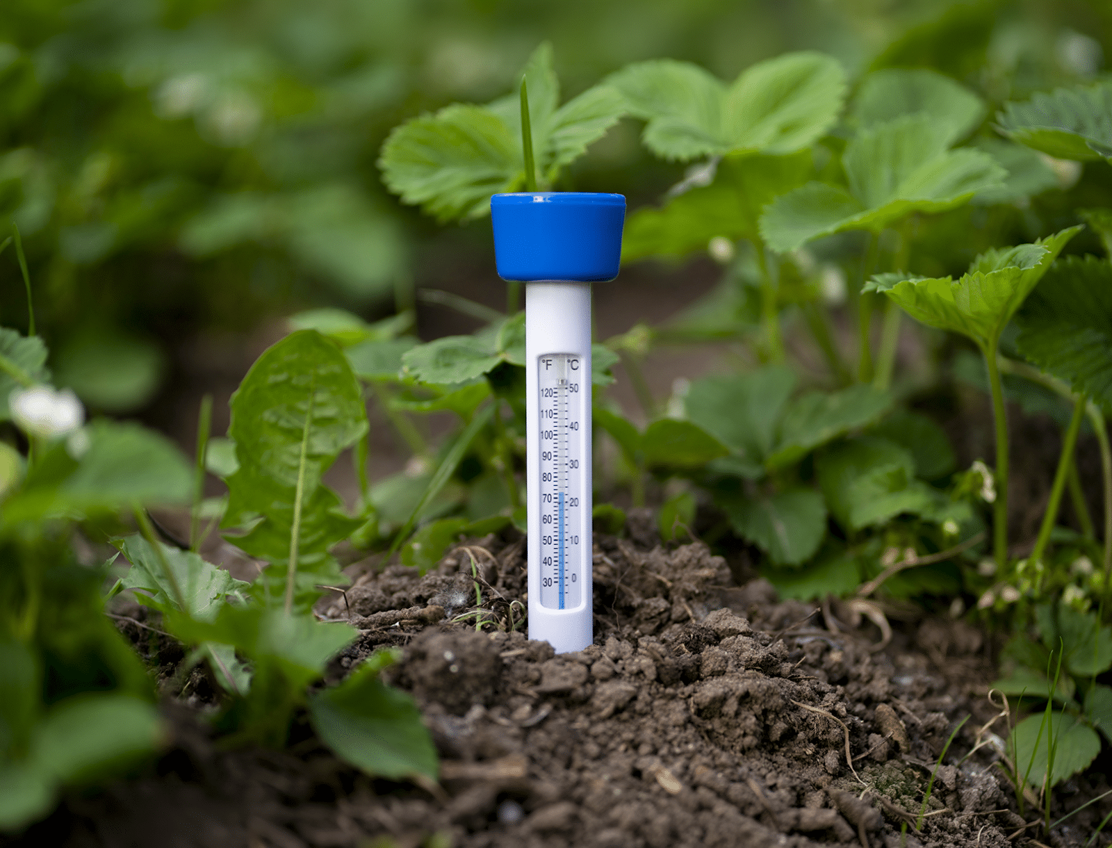 soil temperature