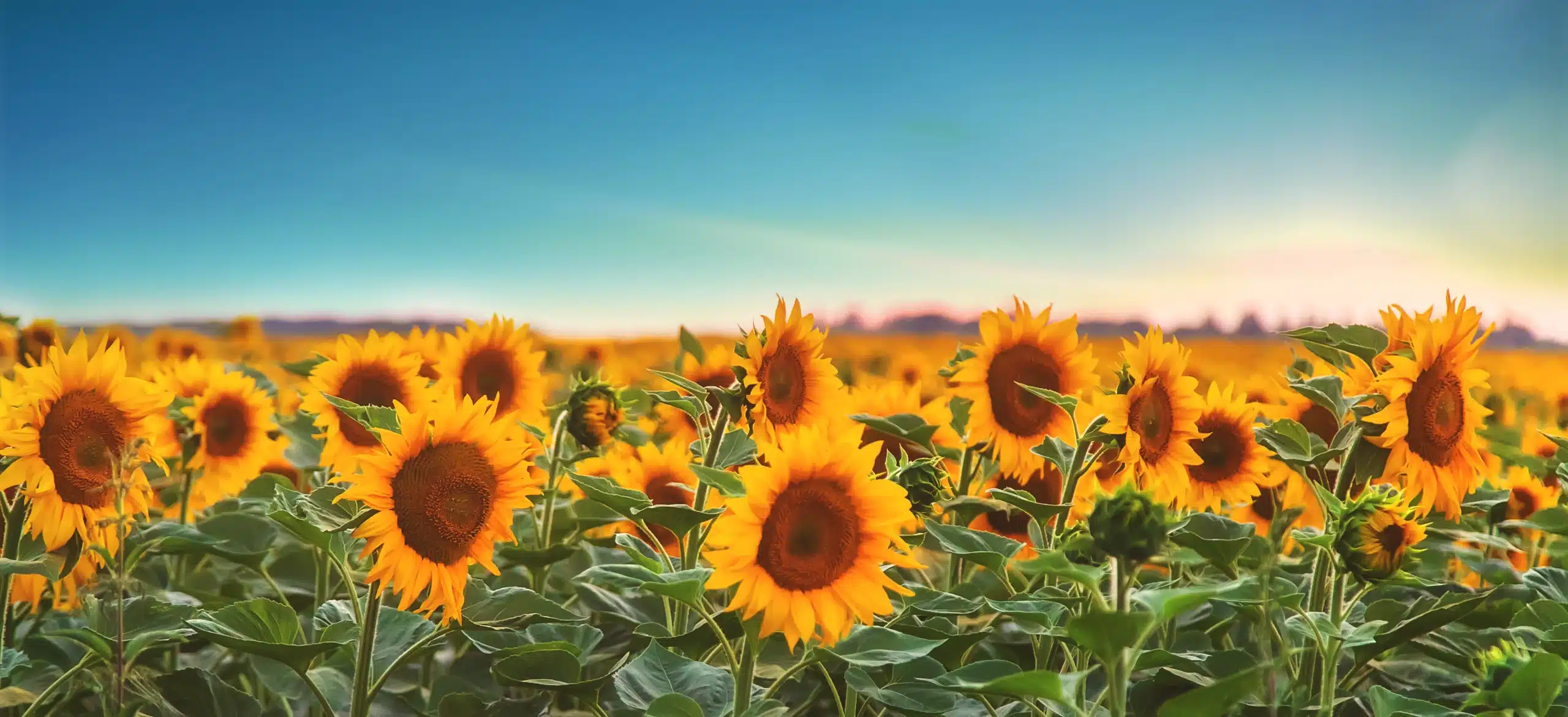 scenic sunflower field under a clear blue sky