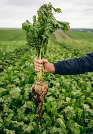 sugarbeet 2
