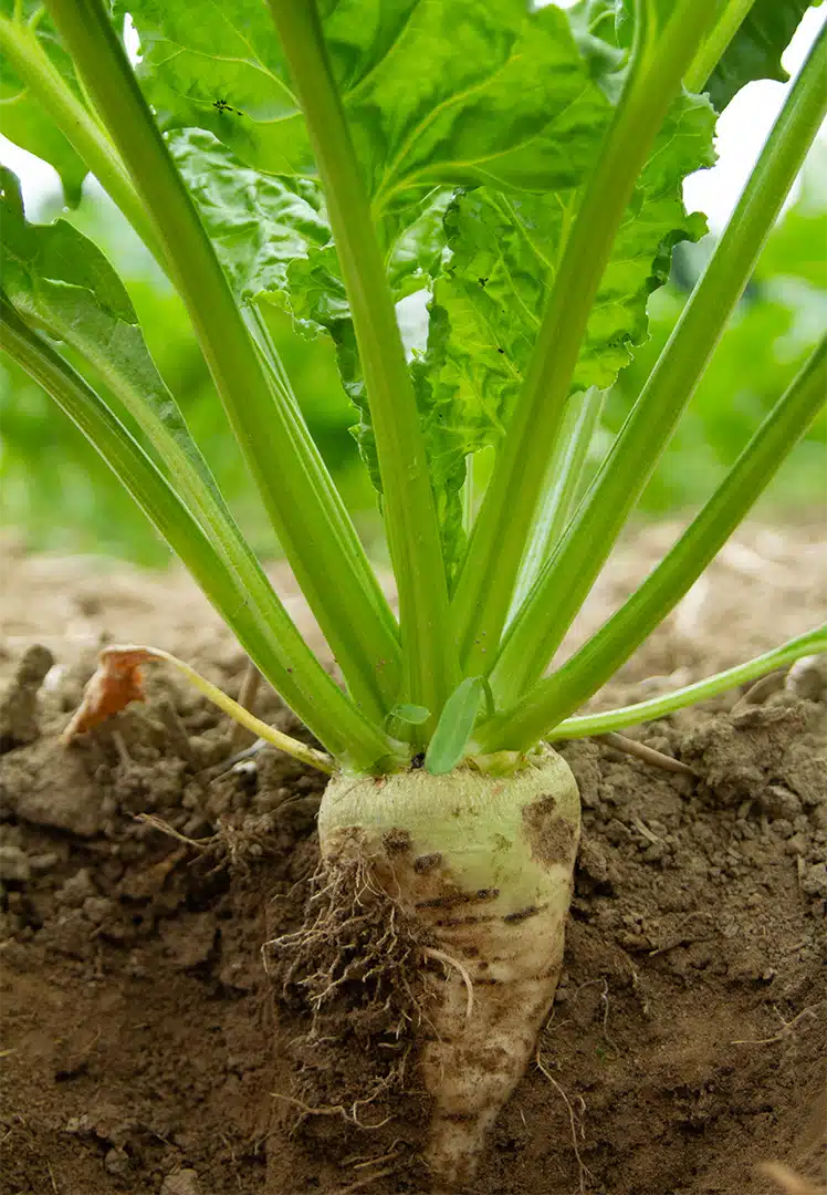 sugarbeet 4