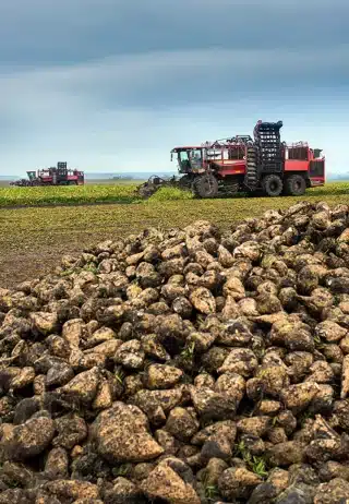 sugarbeet 6