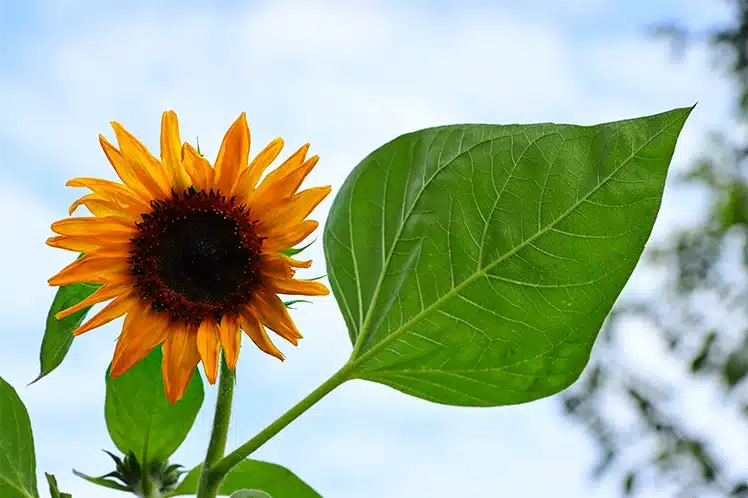 sunflowers 1