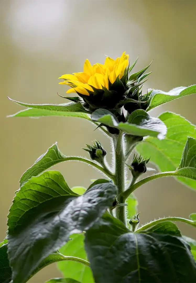 sunflowers 2