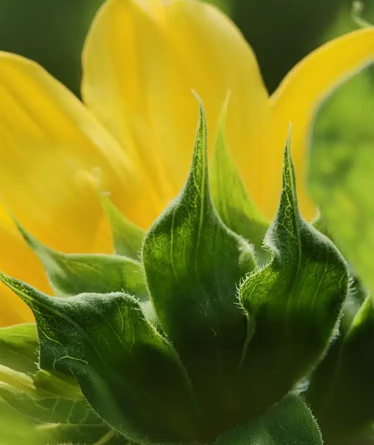 sunflowers 4