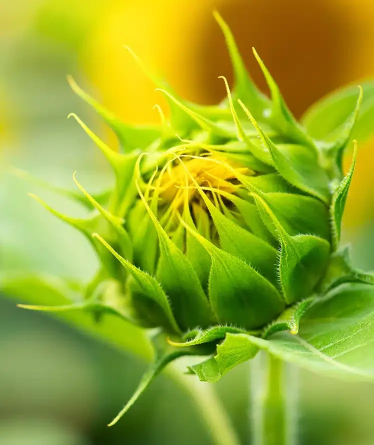sunflowers 8